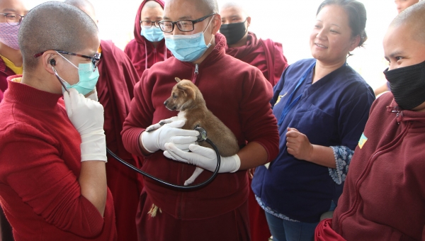 Training Nuns as Animal First-Aiders—Kagyu Monlam Animal Medical Camp